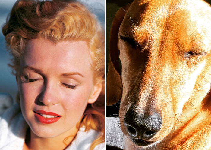 We Compare Our Dog Remy With Celebrities