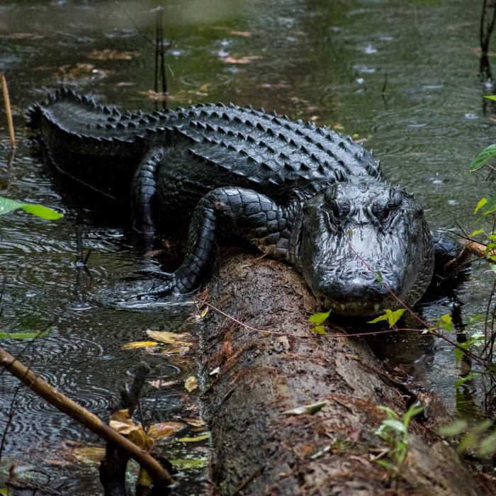 Here Are My 5 Nature Pics