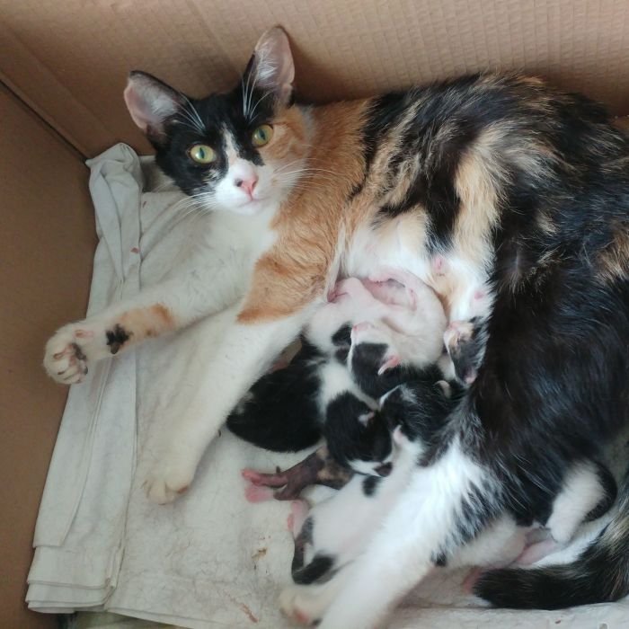 I Captured How A Stray Cat Gave Birth To 5 Lovely Kittens