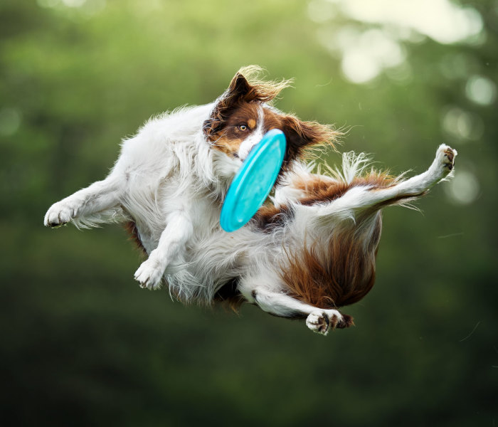 I Photograph Dogs Trying To Catch I Frisbee (12 Pics)