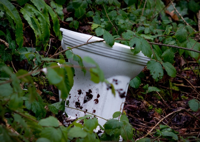 Things I Find In The Woods