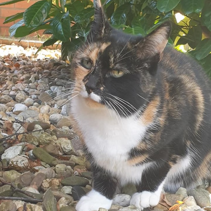 This Is How I Tamed A Kitty Named Spooky