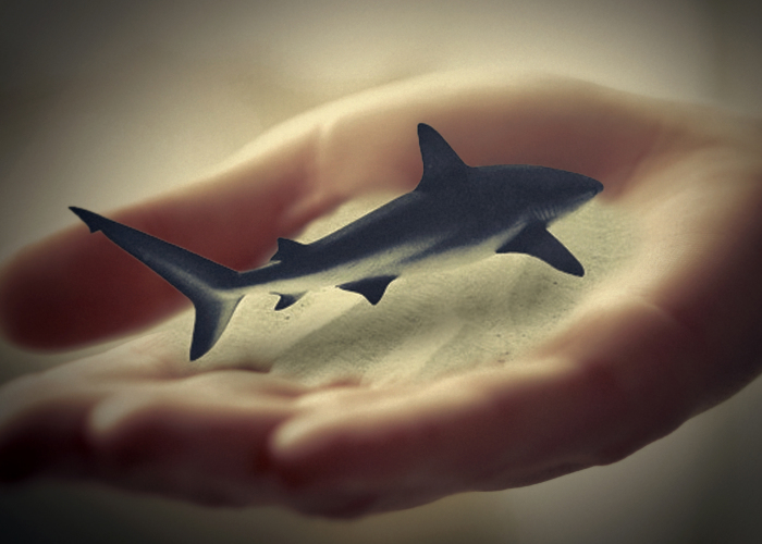 I Create These Photo Manipulations With Animals And Nature (10 Pics)