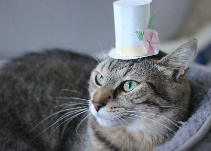 I Made Tiny Hats For My Foster Cat To Help Her Get Adopted