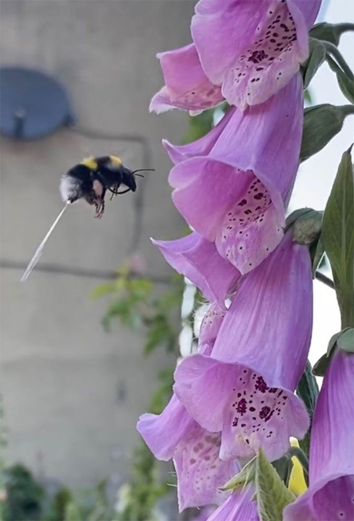 Bet Youv’e Never Seen A Bee Wee!