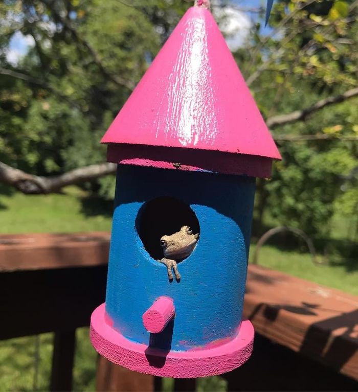 Can Someone Tell Me What Kind Of Bird This Is?