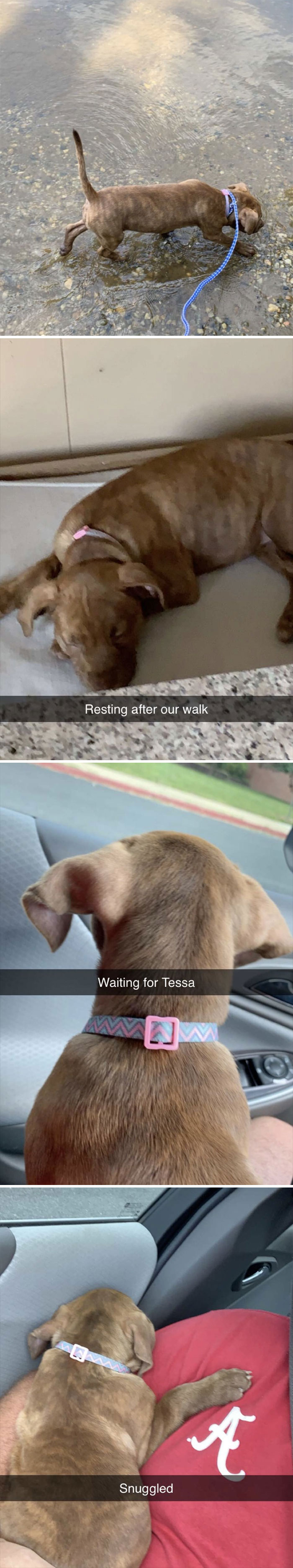 My Dad “Didn’t Want A Dog” Yet This Is His Snapchat Story Today