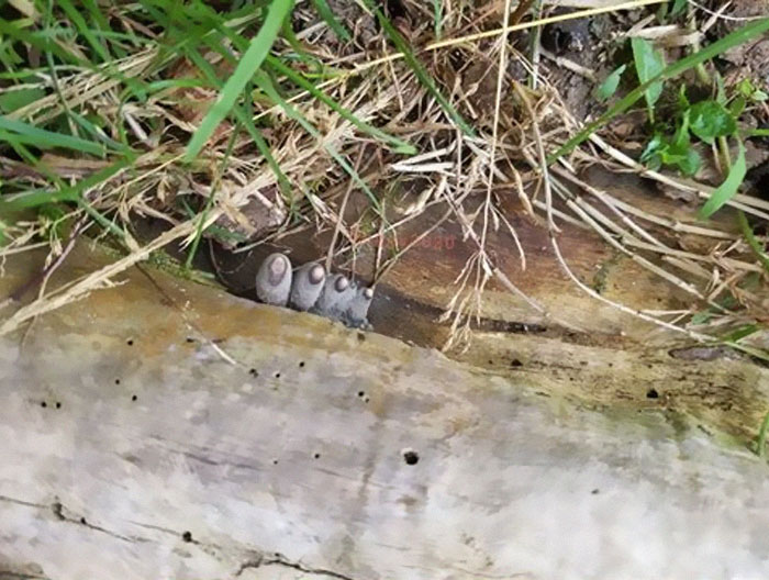 The 'Dead Man's Fingers' Fungus Looks As Creepy As It Sounds, And Here Are 6 Pics To Prove It The 'Dead Man's Fingers' Fungus Looks As Creepy As It Sounds, And Here Are 6 Pics To Prove It