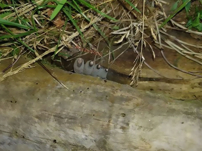 The 'Dead Man's Fingers' Fungus Looks As Creepy As It Sounds, And Here Are 6 Pics To Prove It The 'Dead Man's Fingers' Fungus Looks As Creepy As It Sounds, And Here Are 6 Pics To Prove It