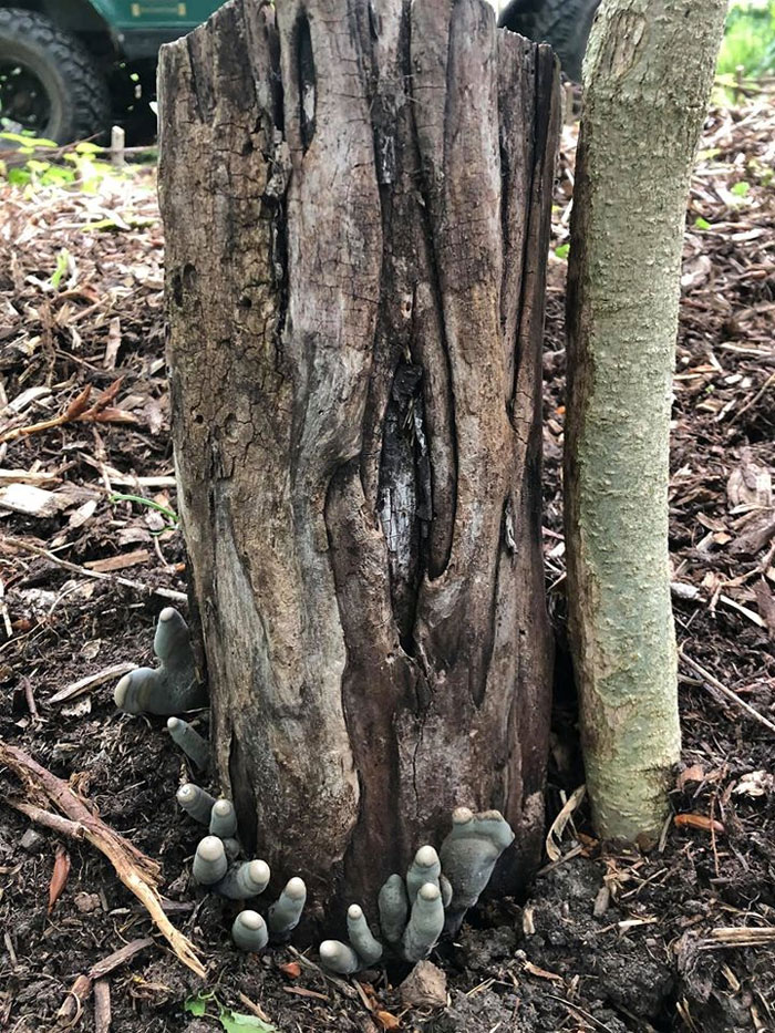 The 'Dead Man's Fingers' Fungus Looks As Creepy As It Sounds, And Here Are 6 Pics To Prove It The 'Dead Man's Fingers' Fungus Looks As Creepy As It Sounds, And Here Are 6 Pics To Prove It