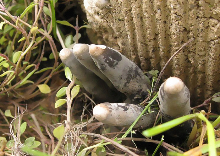 The 'Dead Man's Fingers' Fungus Looks As Creepy As It Sounds, And Here Are 6 Pics To Prove It The 'Dead Man's Fingers' Fungus Looks As Creepy As It Sounds, And Here Are 6 Pics To Prove It