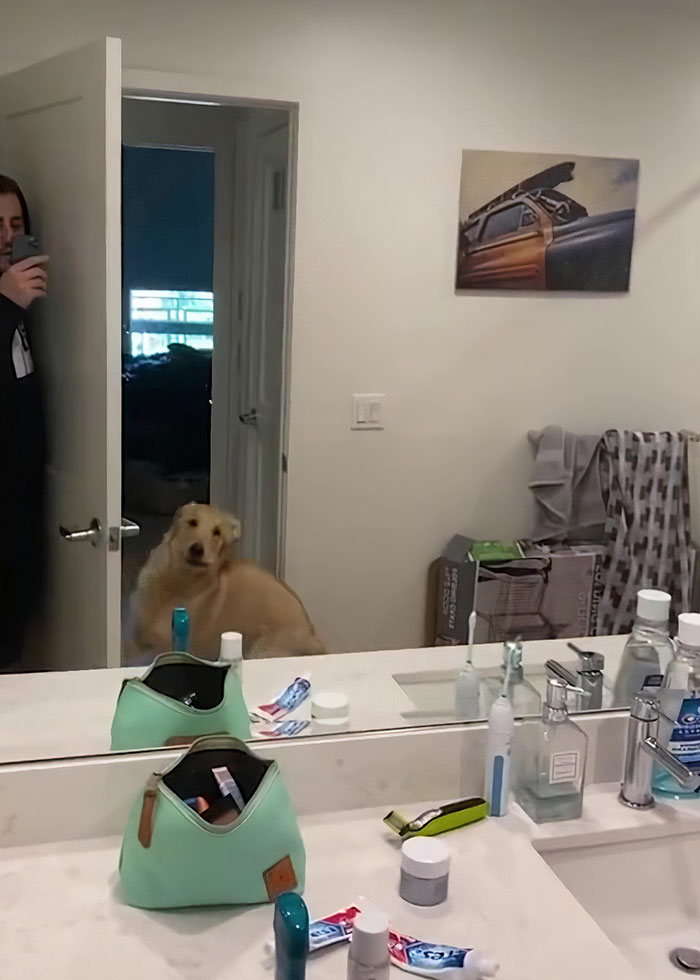 People Are Loving This Golden Retriever’s Confused Reaction To Finding His Owner In The Mirror During Hide And Seek People Are Loving This Golden Retriever’s Confused Reaction To Finding His Owner In The Mirror During Hide And Seek