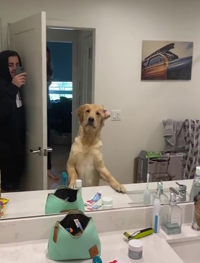 People Are Loving This Golden Retriever’s Confused Reaction To Finding His Owner In The Mirror During Hide And Seek People Are Loving This Golden Retriever’s Confused Reaction To Finding His Owner In The Mirror During Hide And Seek
