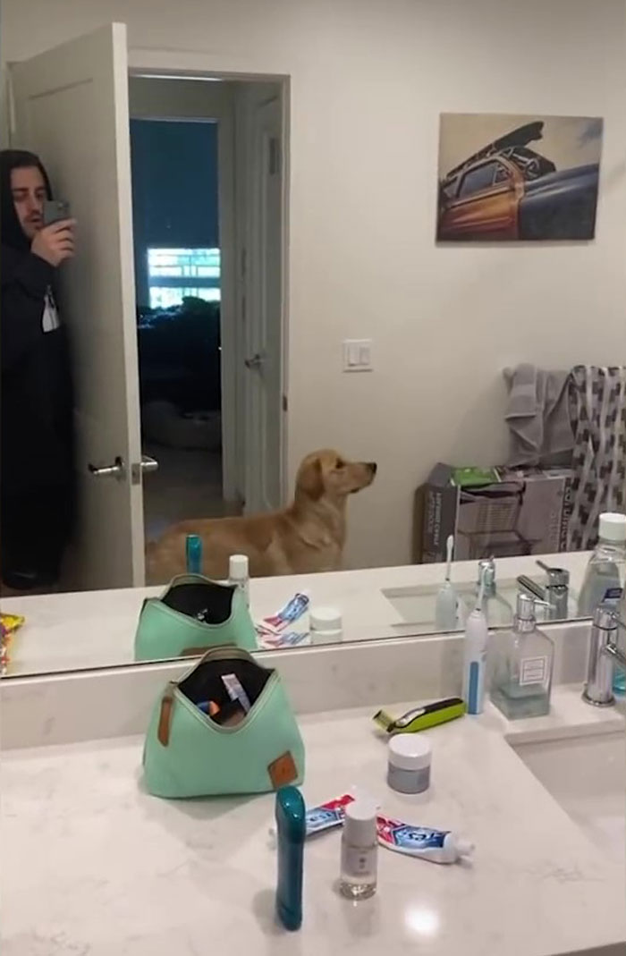 People Are Loving This Golden Retriever’s Confused Reaction To Finding His Owner In The Mirror During Hide And Seek People Are Loving This Golden Retriever’s Confused Reaction To Finding His Owner In The Mirror During Hide And Seek