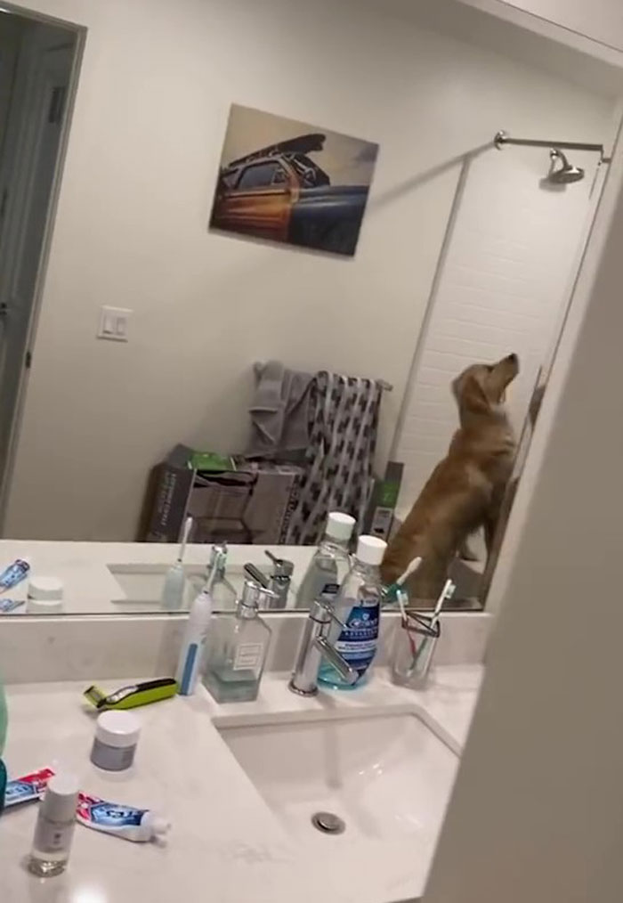 People Are Loving This Golden Retriever’s Confused Reaction To Finding His Owner In The Mirror During Hide And Seek People Are Loving This Golden Retriever’s Confused Reaction To Finding His Owner In The Mirror During Hide And Seek