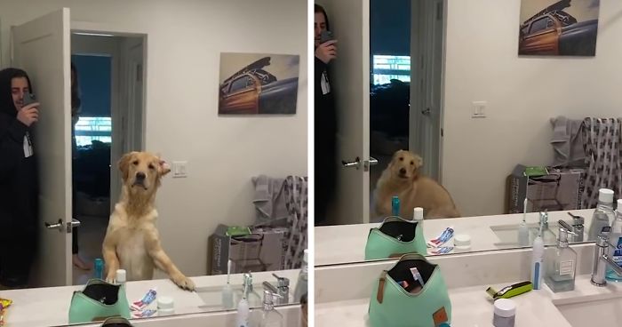 People Are Loving This Golden Retriever’s Confused Reaction To Finding His Owner In The Mirror During Hide And Seek