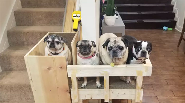 Dog Owner Builds A ‘Doggie-Vator’ Stairlift For Her Three Elderly Rescued Pugs And People Find It Adorable Dog Owner Builds A ‘Doggie-Vator’ Stairlift For Her Three Elderly Rescued Pugs And People Find It Adorable