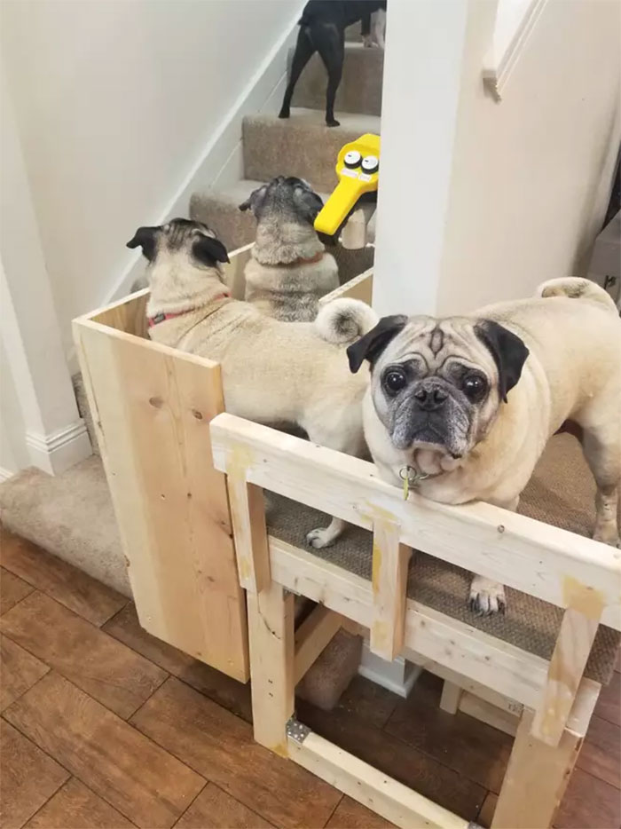 Dog Owner Builds A &lsquo;Doggie-Vator&rsquo; Stairlift For Her Three Elderly Rescued Pugs And People Find It Adorable