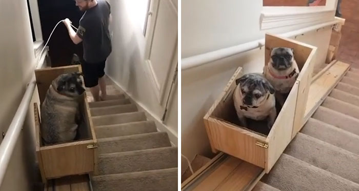 Dog Owner Builds A ‘Doggie-Vator’ Stairlift For Her Three Elderly Rescued Pugs And People Find It Adorable