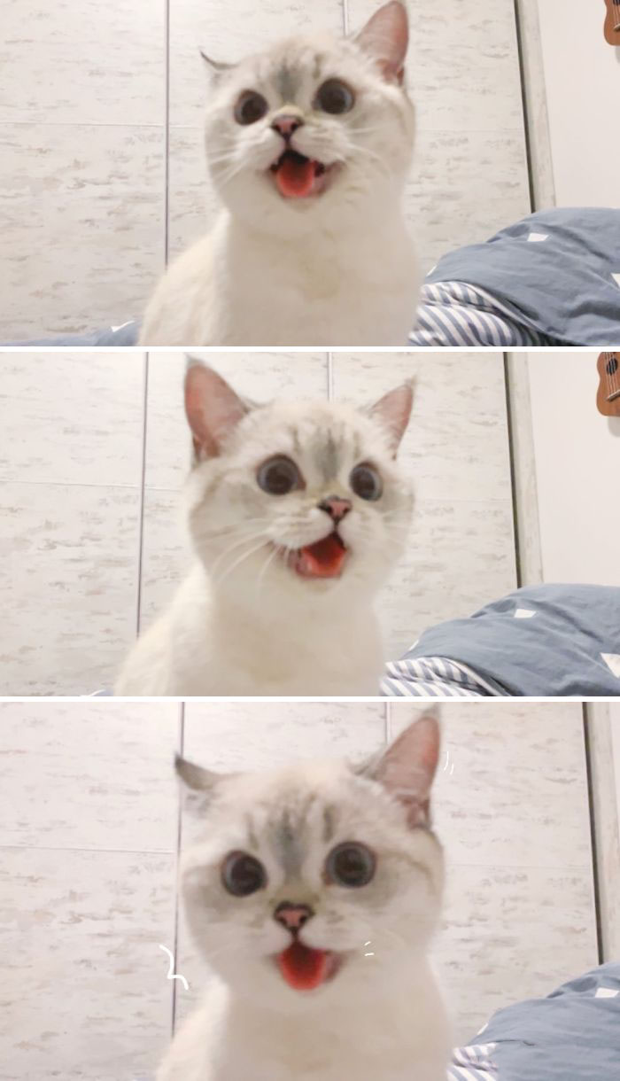 Expressive-Cat-Nana