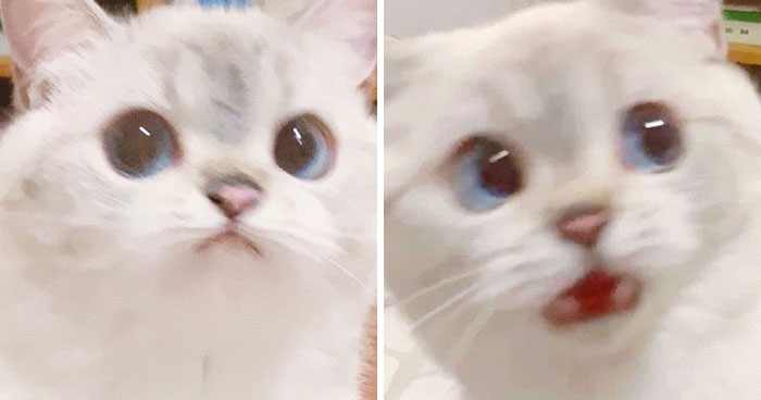 This Cat Is So Expressive, There’s No Need To Even Describe Her Emotions As They’re Obvious (34 Pics)