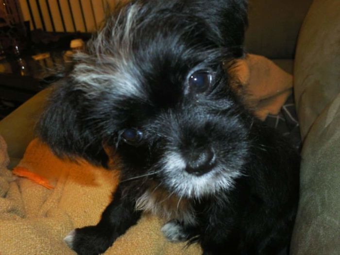 Rescued This Little Ball Of Cuteness At 2 Weeks Old...this Is Mio When He Was Around 3 Months. 11 Years Have Passed And He's Still This Cute.