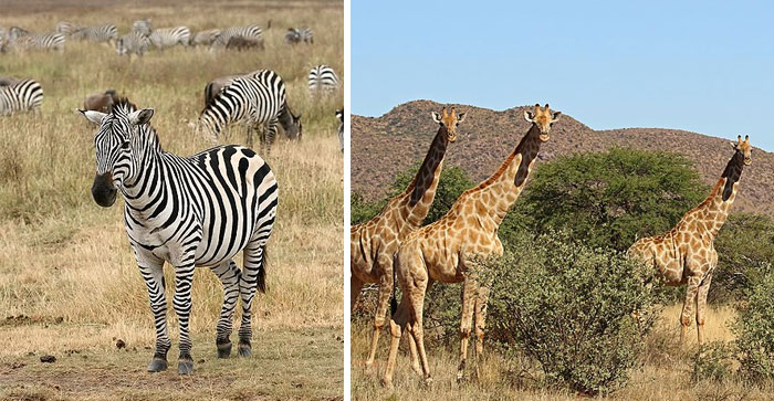 People Are Sharing Mind-Blowing Facts Fit For 5-Year-Olds And Here's 30 Of The Most Interesting Ones