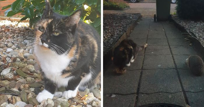 This Is How I Tamed A Kitty Named Spooky