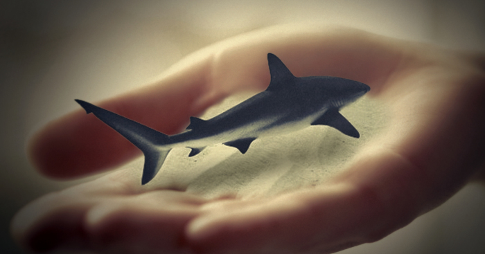 I Create These Photo Manipulations With Animals And Nature (10 Pics)