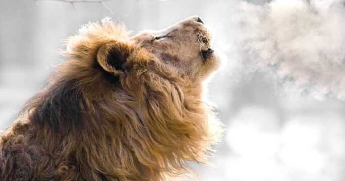 I Am A Wildlife Hunter, But I Hunt With My Camera (19 Pics)