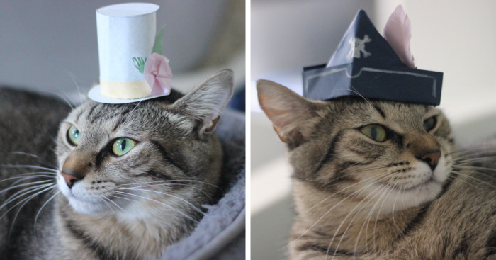 I Made Tiny Hats For My Foster Cat To Help Her Get Adopted