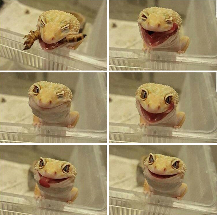 Happy Lizard