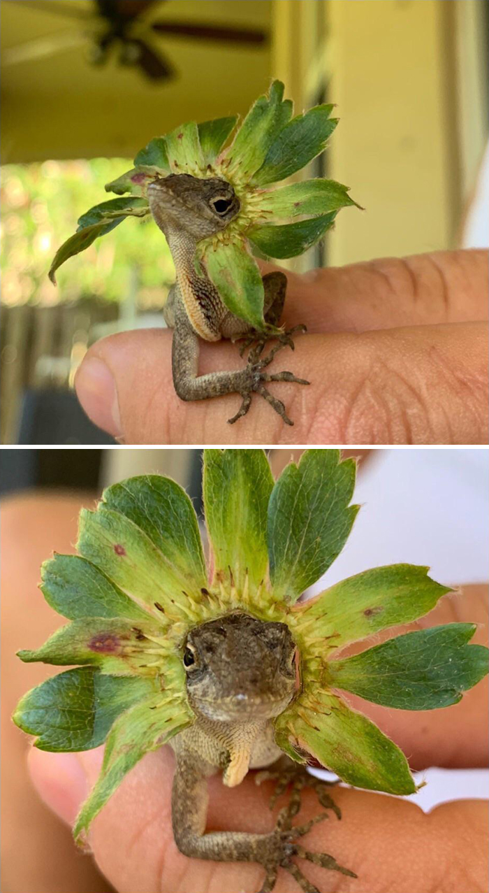 I Put A Strawberry Leaf On A Lizard And It Became Very Regal