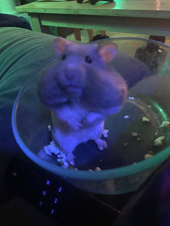 My Cousin's Hamster After Eating A Ton Of Popcorn
