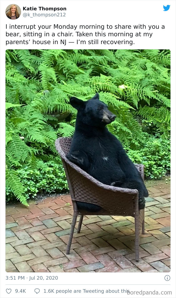 And Why Not. Bears Are People Too