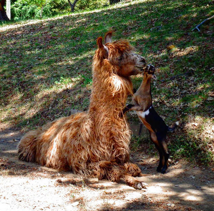 Our Goat Lost Her Mother When She Was Very Young. Since Then She And Our Llama Have Been Inseparable