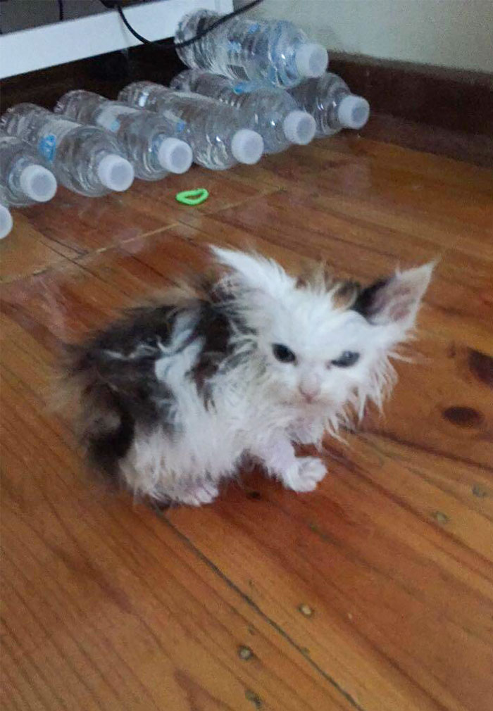 It’s Not My Fault That Someone Fell Into Their Own Poop And Couldn’t Clean Themselves