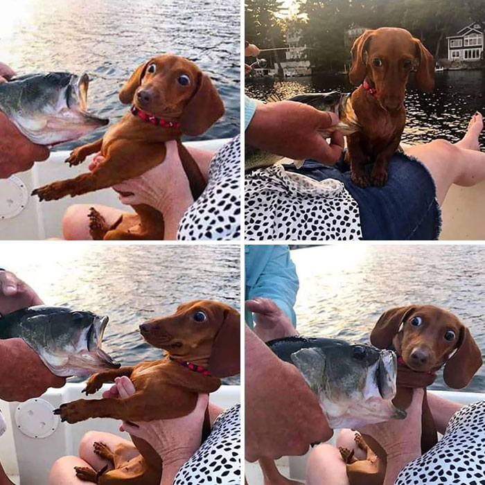 Little Dog Is Wary Of His New Friend