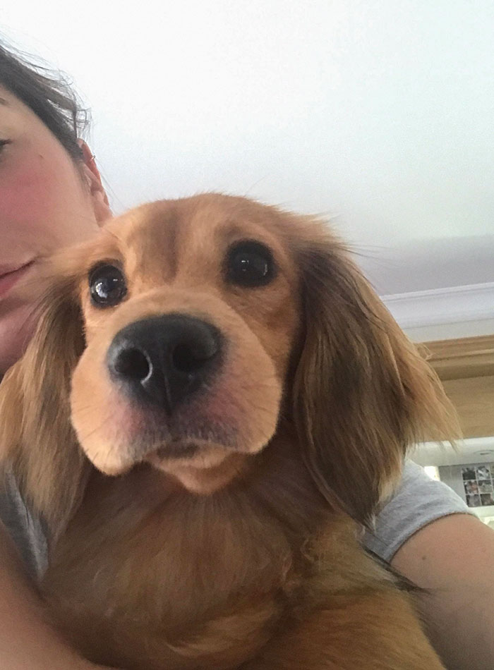 Dachshund Learned The Hard Way That Bees Are Friends And Not Food