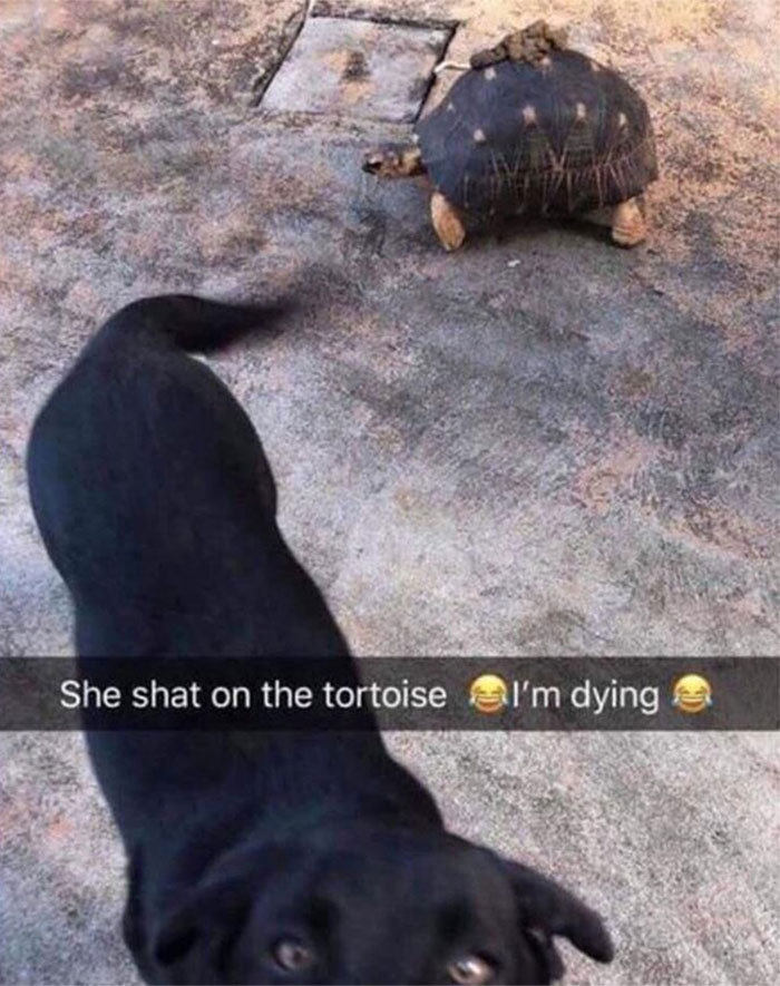 Dog Poops On Tortoise
