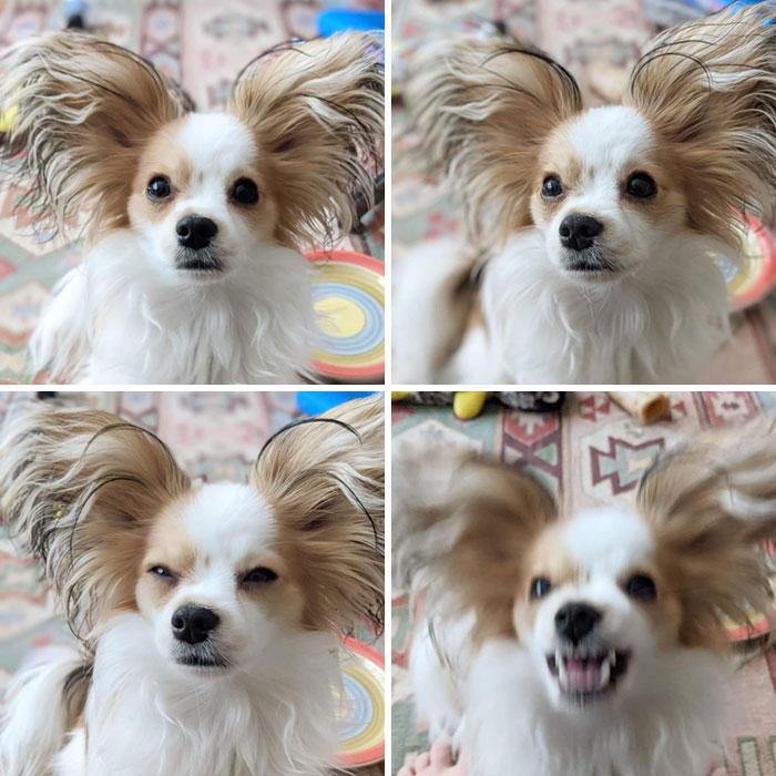 My Dog's Face The Moment He Realized I Didn't Actually Have A Treat In My Hand