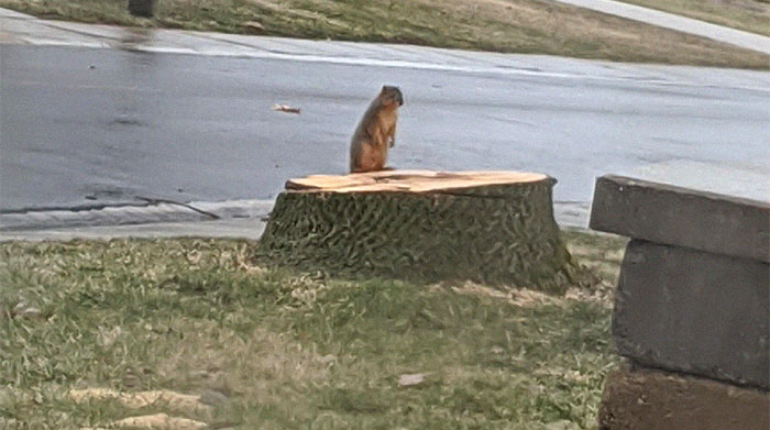 50 Photos Of Animals Having A Worse Day Than You