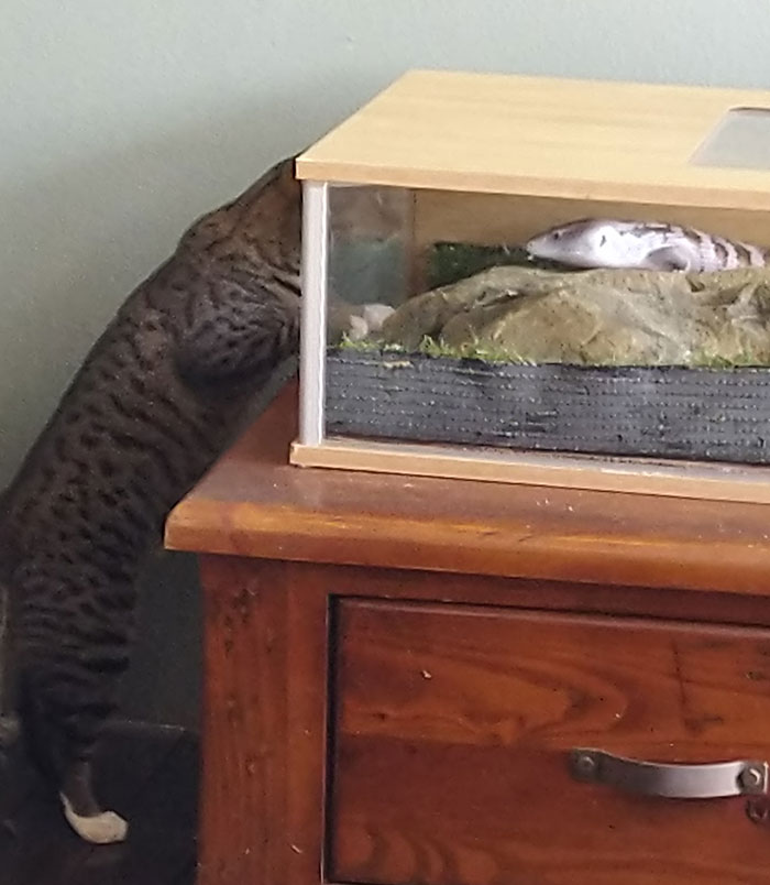 Neighbor's Cat Having A Stare Off With My Pet Lizard