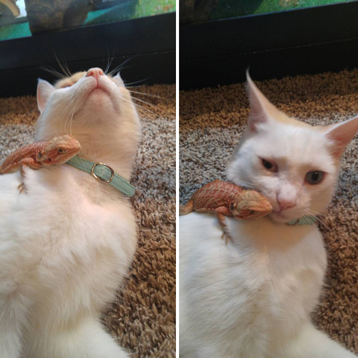 Mr. Baby Was In Little Dudes Way While He Was Running Around The House. He Decided To Walk Over Mr. Baby