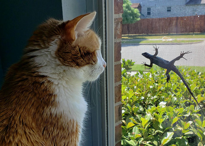 Lucy Is Getting Taunted By A Lizard