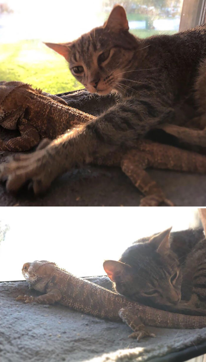 Found Our Cat And Beardy Napping Together In The Window Hammock. Busted Lovers