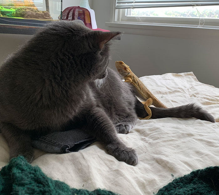 He Decided To Try To Make Friends With My Cat By Jumping On Him. Cat Not So Enthusiastic About This Approach