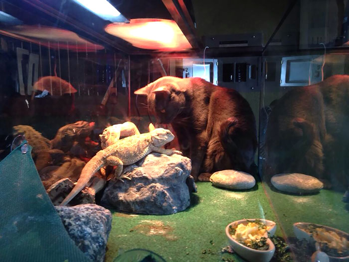 Left The Room And Came Back To My Cat Inside Harvey's Tank. No Beardies Harmed