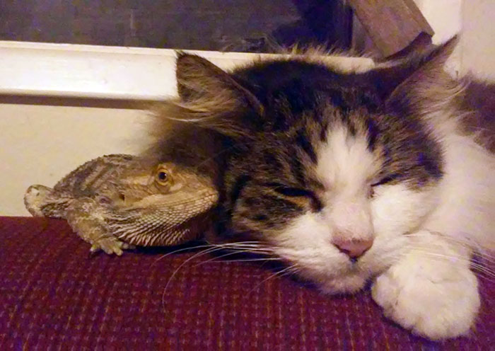 Ser Jeffers Befriending A Cat