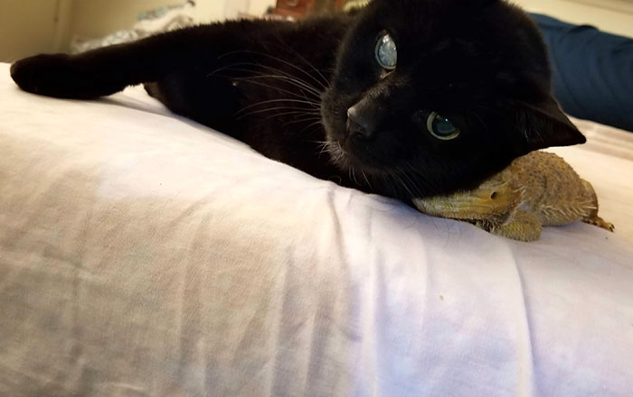 Cat Loves Dragon, Dragon Tolerates Cat